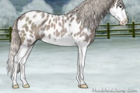 Horse Color:Silver Blue Roan Splash Appaloosa 