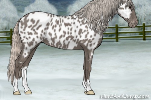 Horse Color:Silver Blue Roan Appaloosa 