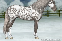 Horse Color:Silver Blue Roan Appaloosa 