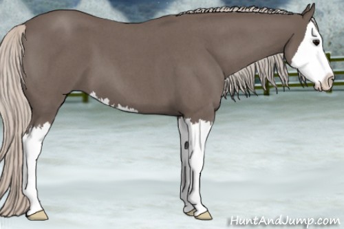Horse Color:Silver Blue Roan Splash 