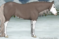 Horse Color:Silver Blue Roan Splash