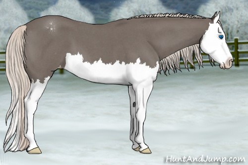 Horse Color:Silver Blue Roan Splash Appaloosa 