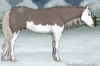 Horse Color:Silver Blue Roan Splash Appaloosa 