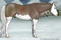 Horse Color:Silver Black Splash