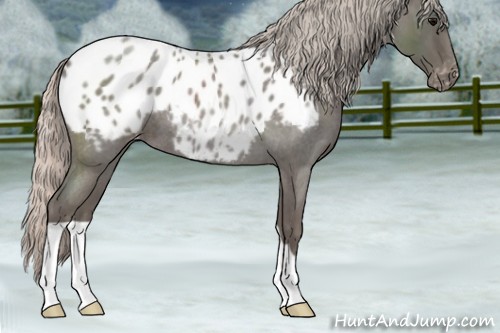 Horse Color:Silver Blue Roan Appaloosa 