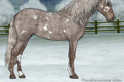 Horse Color:White Spotted Silver Blue Roan 