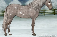 Horse Color:White Spotted Silver Blue Roan 