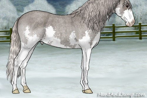 Horse Color:Silver Blue Roan Splash
