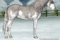 Horse Color:Silver Blue Roan Splash