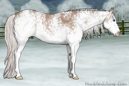 Horse Color:White Spotted Silver Blue Roan Splash