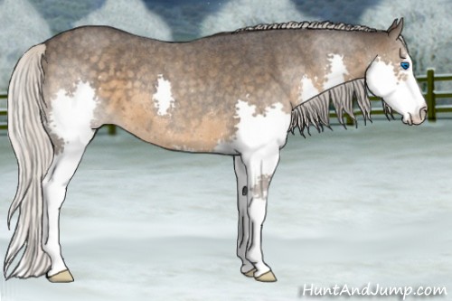 Horse Color:Silver Smoky Blue Roan Splash 