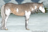 Horse Color:Silver Smoky Blue Roan Splash 