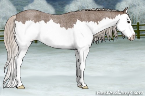 Horse Color:Silver Blue Roan Sabino Splash 