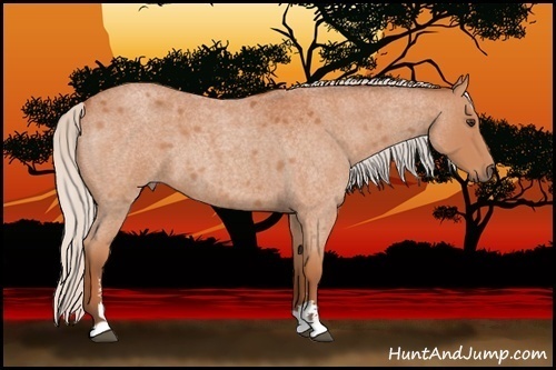Horse Color:Silver Bay Roan Sabino