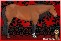 Horse Color:Bay Sabino 