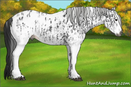 Horse Color:Gray White Spotted Black Appaloosa and Gray White Spotted Black