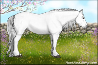 Horse Color:Gray White Spotted Black  and Gray White Spotted Black 