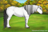 Horse Color:Gray White Spotted Black  and Gray White Spotted Black 