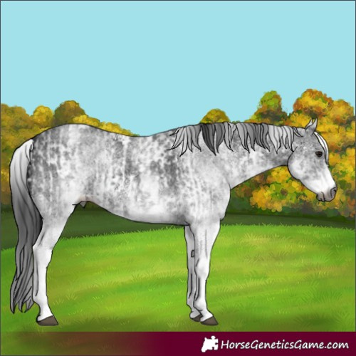Horse Color:Gray White Spotted Black  and Gray White Spotted Smoky Black 