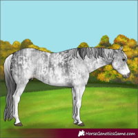 Horse Color:Gray White Spotted Black and Gray White Spotted Smoky Black