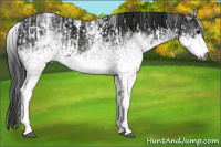 Horse Color:Gray White Spotted Black  and Gray White Spotted Smoky Black 