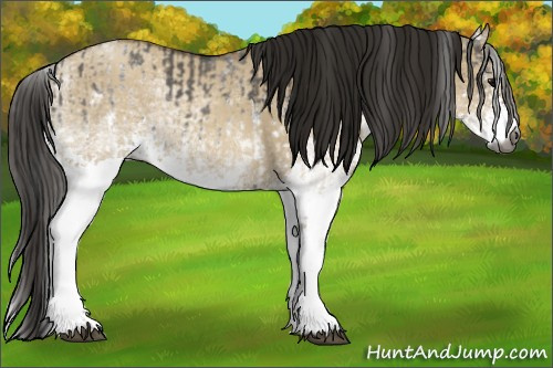 Horse Color:Gray White Spotted Grullo and Gray White Spotted Classic Champagne Dun