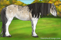 Horse Color:Gray White Spotted Grullo  and Gray White Spotted Classic Champagne Dun 