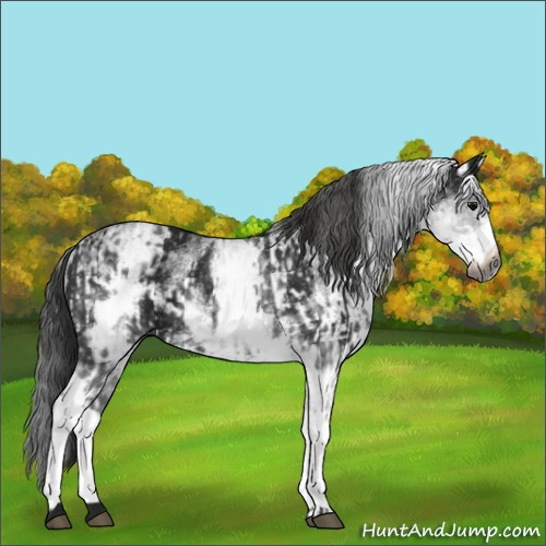 Horse Color:Gray White Spotted Black  and Gray White Spotted Black 
