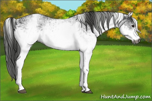 Horse Color:Gray White Spotted Smoky Black  and Gray White Spotted Smoky Black 