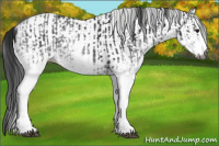 Horse Color:Gray White Spotted Black and Gray White Spotted Black
