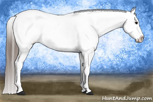 Horse Color:Black Appaloosa  and Black Appaloosa 