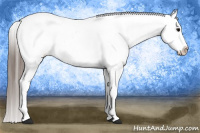 Horse Color:Black Appaloosa  and Black Appaloosa 