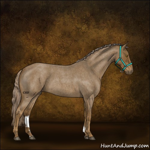 Horse Color:Chocolate Palomino Roan 