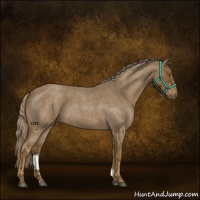 Horse Color:Chocolate Palomino Roan 