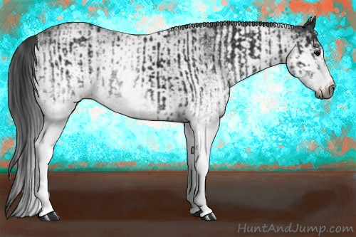 Horse Color:Gray White Spotted Black  and Gray White Spotted Black 