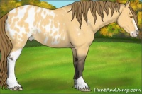 Horse Color:Buckskin Dun Sabino Blanket