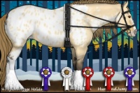 Horse Color:Buckskin Dun Sabino Appaloosa 