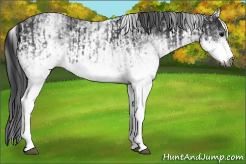 Horse Color:Gray White Spotted Black and Gray White Spotted Black