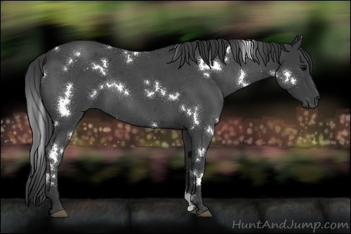 Horse Color:White Spotted Blue Roan 
