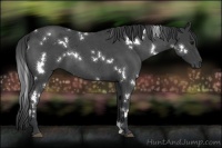 Horse Color:White Spotted Blue Roan 