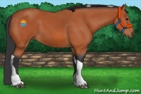 Horse Color:Bay Tobiano 