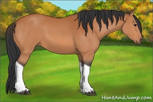 Horse Color:Bay Tobiano 