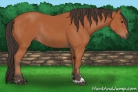 Horse Color:Bay Sabino Rabicano 