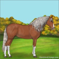 Horse Color:Silver Bay Splash Frame 