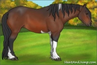 Horse Color:Bay Tobiano 