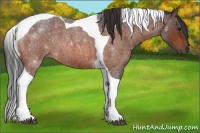 Horse Color:Bay Roan Tobiano