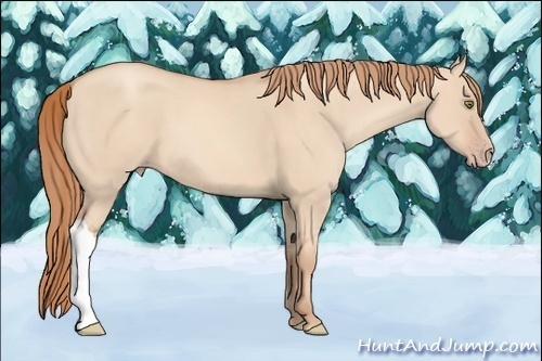 Horse Color:Gold Champagne Dun 