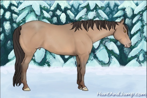 Horse Color:Amber Champagne 