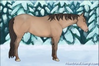 Horse Color:Amber Champagne 