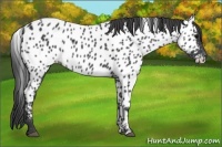Horse Color:Black Appaloosa